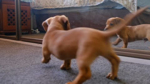 Dog with his reflection