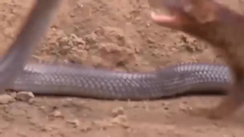 Cobra vs mongoose fight