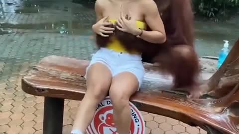 Ape gets too close and flirty with girl