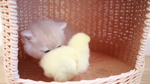 Kittens walk with a tiny chicken