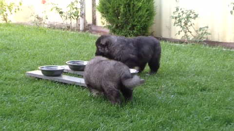 Caucasian Shepherd puppies for sale