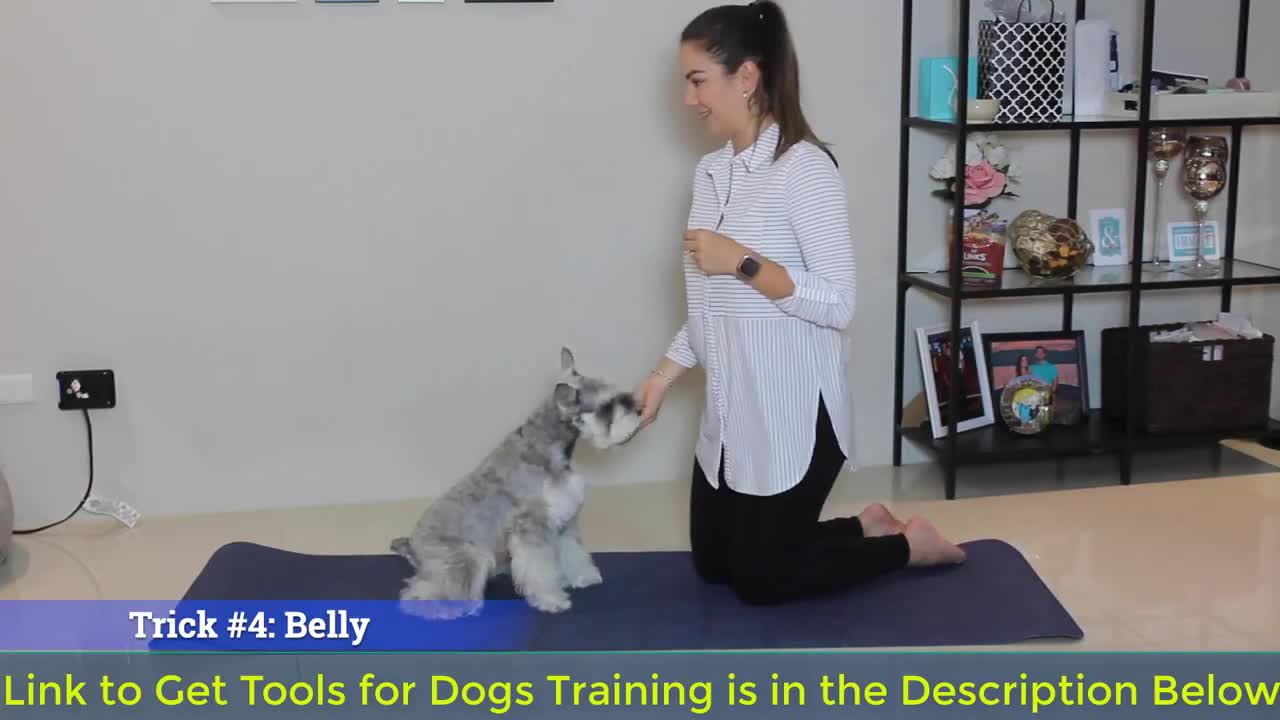 Tricks To Teach Your Dog | Super Easy Tricks To Teach Your Dog