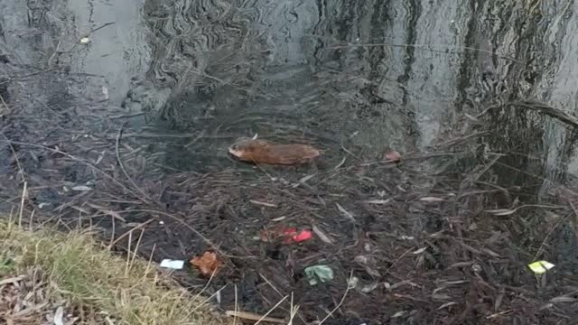 coypu, also known as the nutria 2