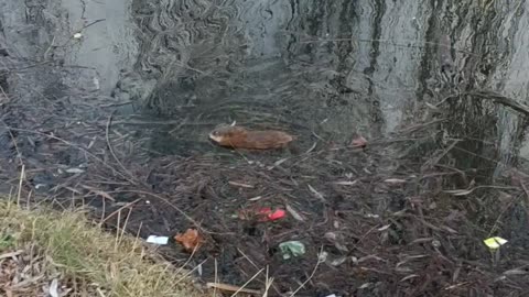 coypu, also known as the nutria 2