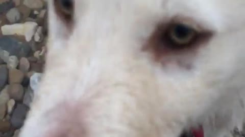 White dog sniffs camera on pebbles near river