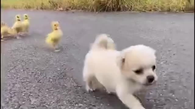 Funny Animal Videos - Awesome Funny Pet Animals | Cute Animals | Super Funny Dog Videos #short video