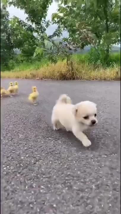 Funny Animal Videos - Awesome Funny Pet Animals | Cute Animals | Super Funny Dog Videos #short video