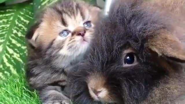 Baby bunny and baby cat are two good friends leaning together