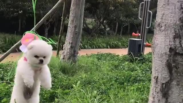 Cute dog funny moment 2022 | dog very funny video| cute honny2022