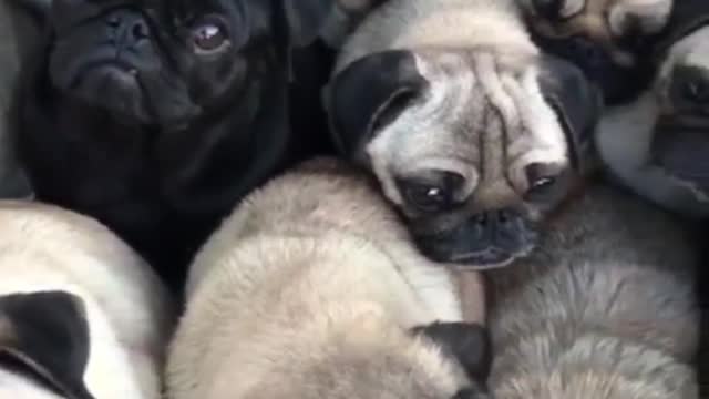 A black one sits in the middle of a group of white puppies