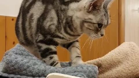 Cat's massage