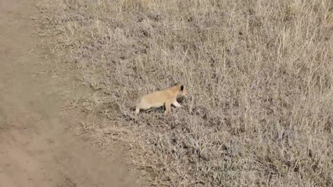 Lion training video