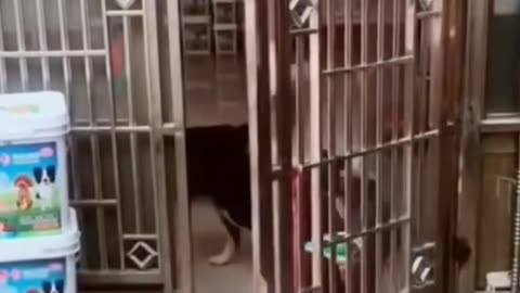 Pets kids videos
