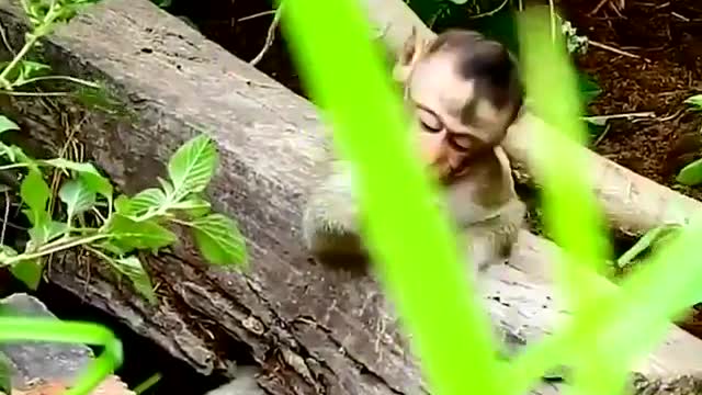 The clever dog saved the monkey trapped in a log