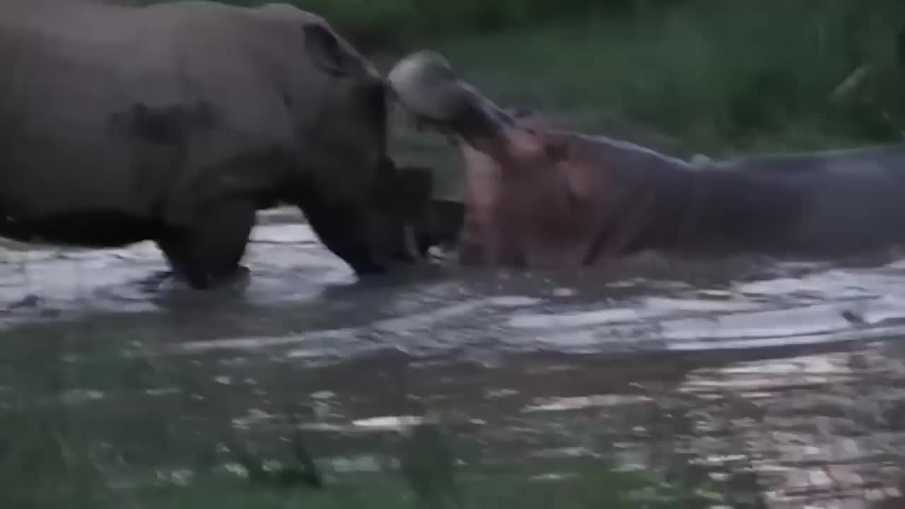 Power of Crazy Hippo - wide mouth Hippo bites everything it sees-13