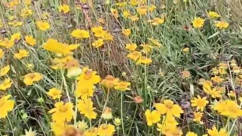 happy sea of ​​flowers