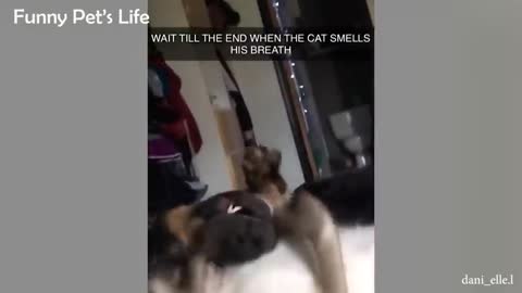 Just LAUGH ALL DAY LONG with the FUNNIEST DOGS and CATS - Funny Animal Reaction