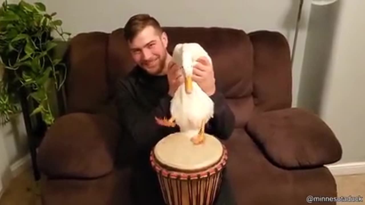 Duck Plays a Drum #funnyanimals