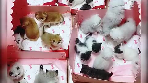 Cutest baby kittens 🤩