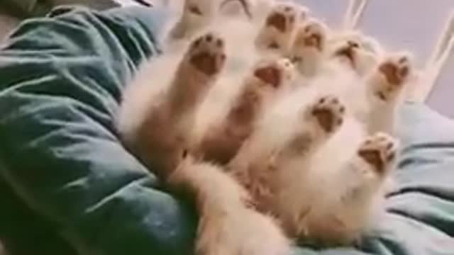 Cats - Baby cats - funny and fluffy (102) / Gatos - Filhotes - engraçados e fofos (102) #shorts