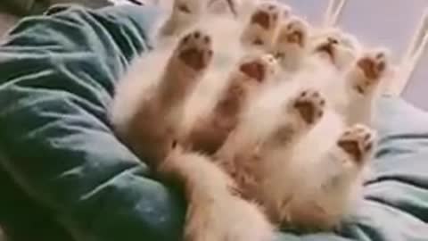 Cats - Baby cats - funny and fluffy (102) / Gatos - Filhotes - engraçados e fofos (102) #shorts