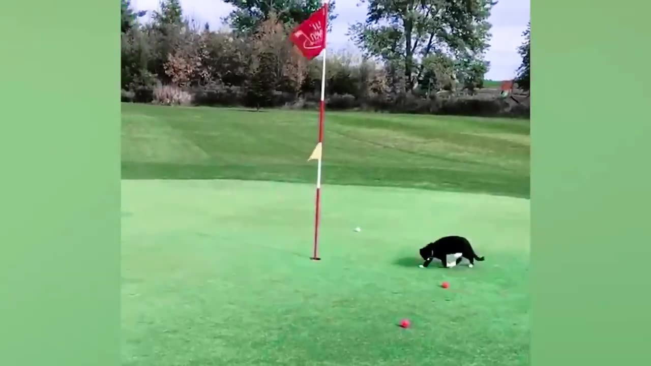 FuntastiCATS 3