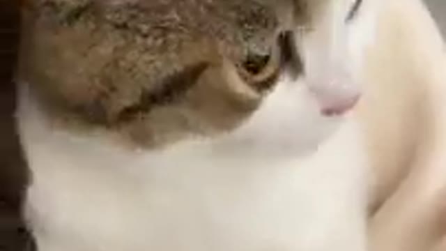 😂YOU LAUGH YOU LOSE! 😹Funny Moments Of Cats Videos Compilation - Funny Cat Life