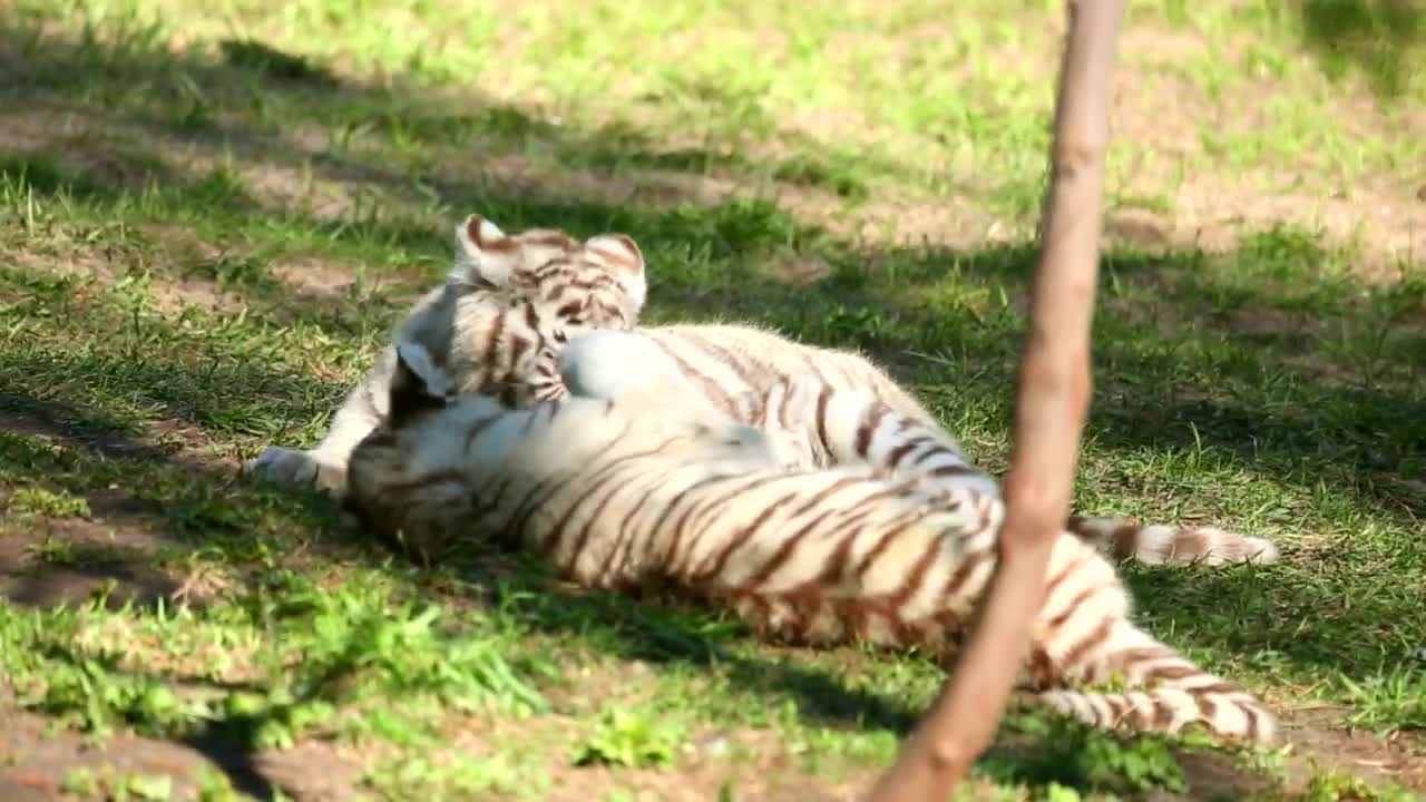 white tiger cubs playing in the grass