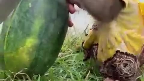 Monkey helps watermelon___