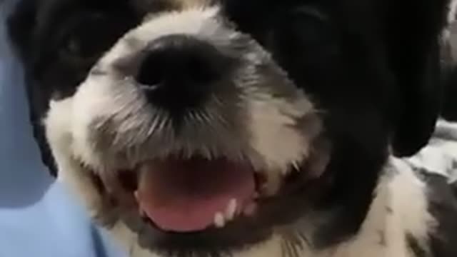 Lovable dog 🐕