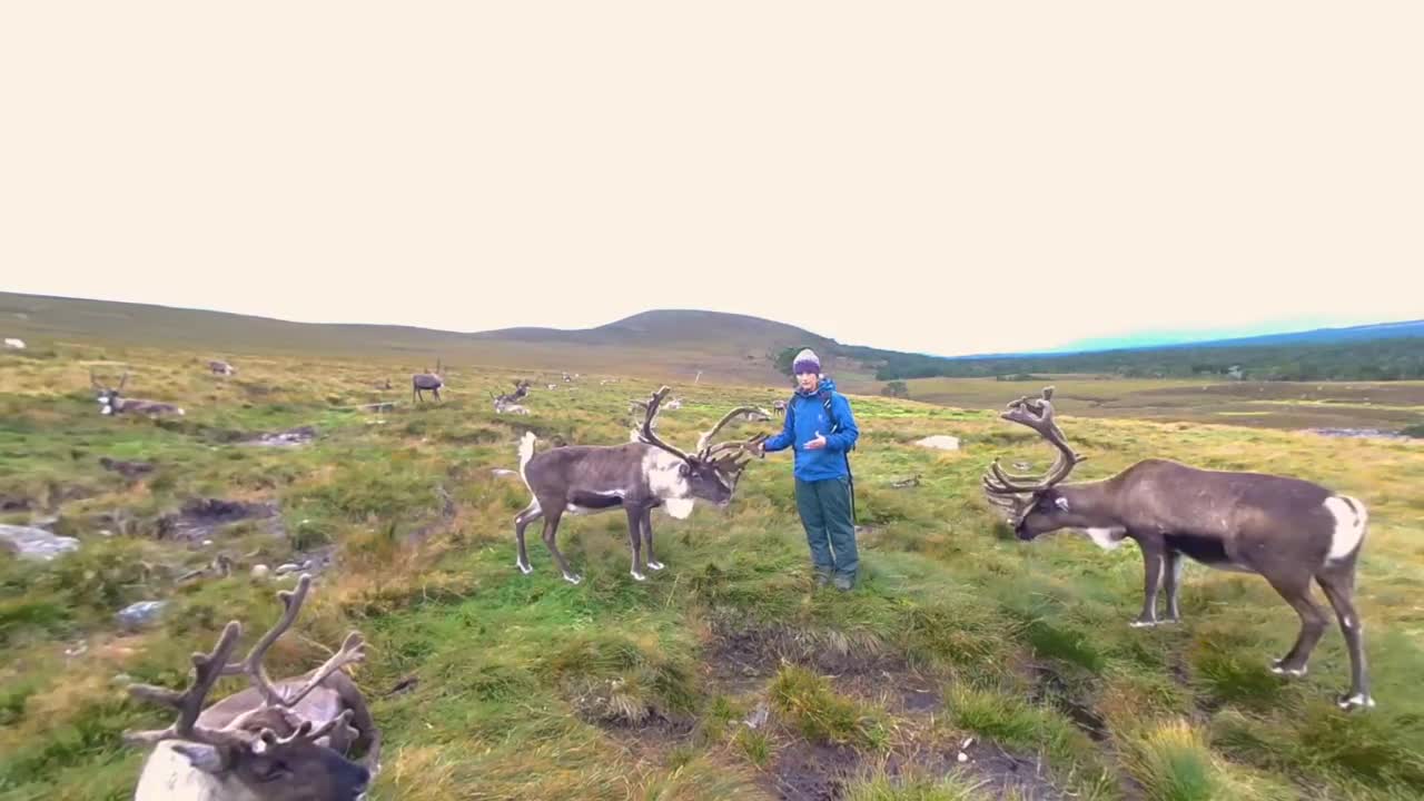 This Sanctuary Wants To Rewild Reindeer in Scotland | VR 180 | BBC Earth