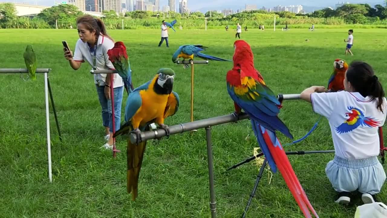 Cultured parrot flies to admire a piece of art 1