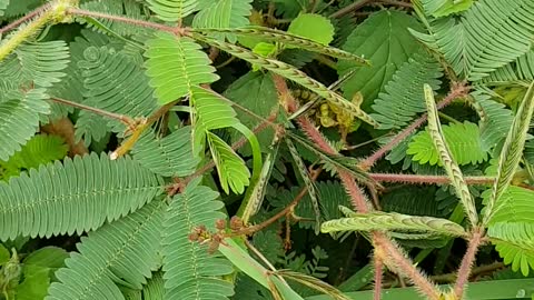 Sensitive Plant In Thailand