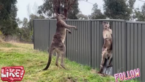 INSANE KANGAROO FIGHT