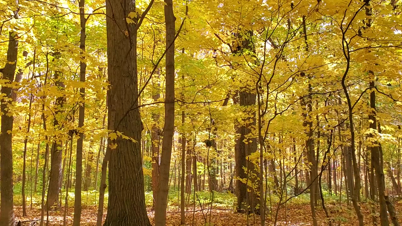 Fall Colors in Neighborhood Forest