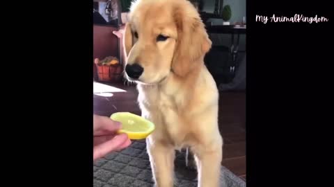 Compilations of Cute Funny Animals video