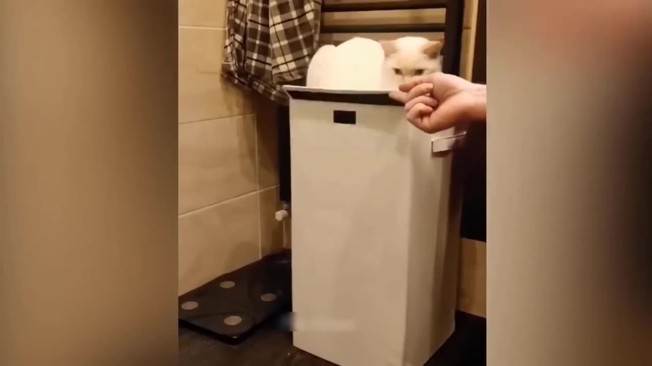Funny Cat & Dog Videos 2023