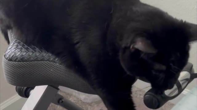 Adopting a Cat from a Shelter Vlog - Cute Precious Piper Uses Her Paws on Exercise Bike #shorts