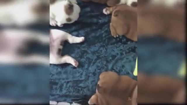 Baby_Dogs_-_Cute_and_Funny_Dog_Videos_Compilation