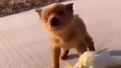 Puppy Play with Parrot