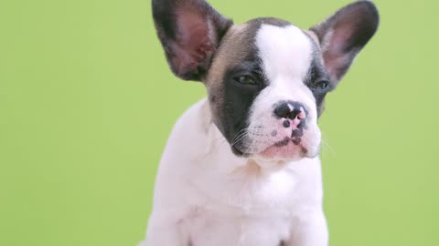 Beautiful dog