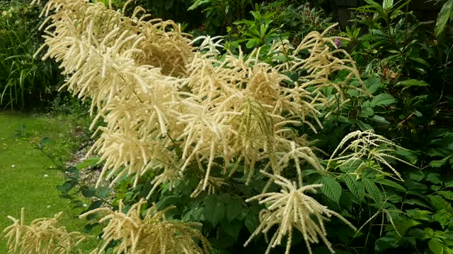 Fluffy flower colour transformation