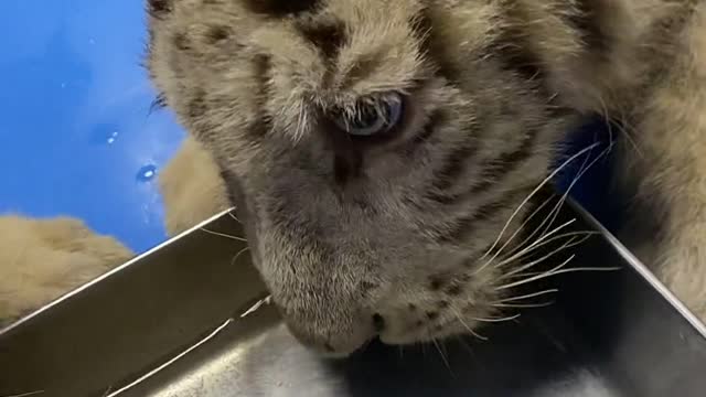 What a cute little tiger