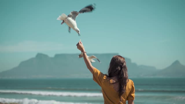 Seagulls are very friendly to humans