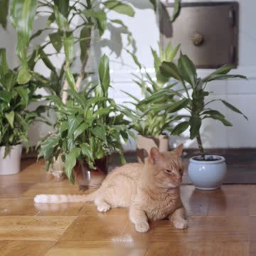 A Ginger Cat On The Floor--FH