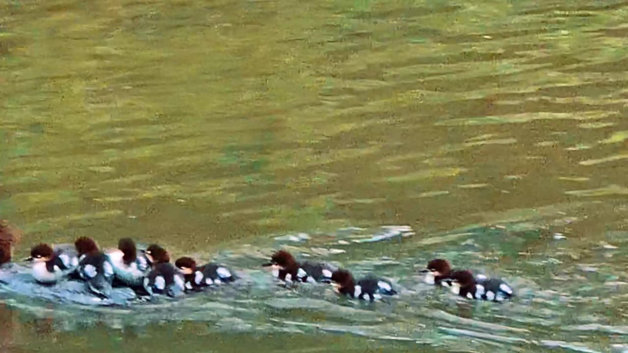 Baby Goosander and their mother / young mergansers / beautiful water birds.