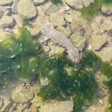 Amazing viral catching sea animal video #short #viral