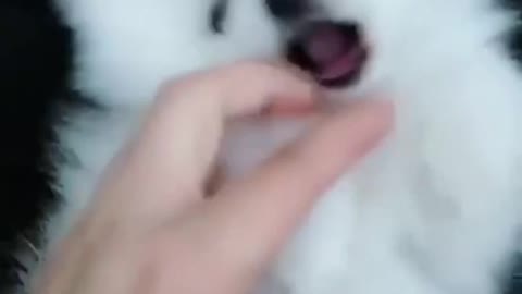 Cute love doll dog __ My love cute puppy 🥰 Cute Dog love 😘 Omg so lovely 😍The world of my love