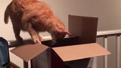 Orange cat falling inside box