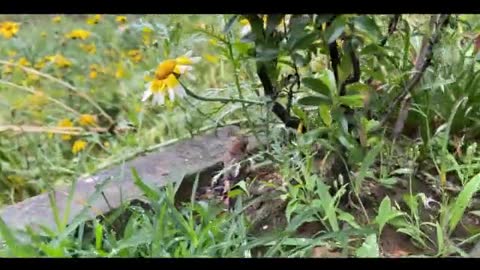 hairy sparrow bird